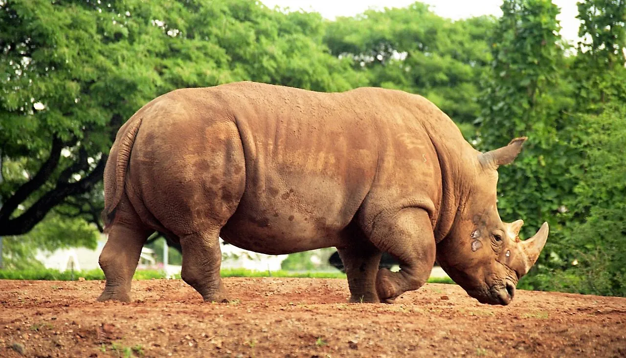 ホノルル動物園のサイ