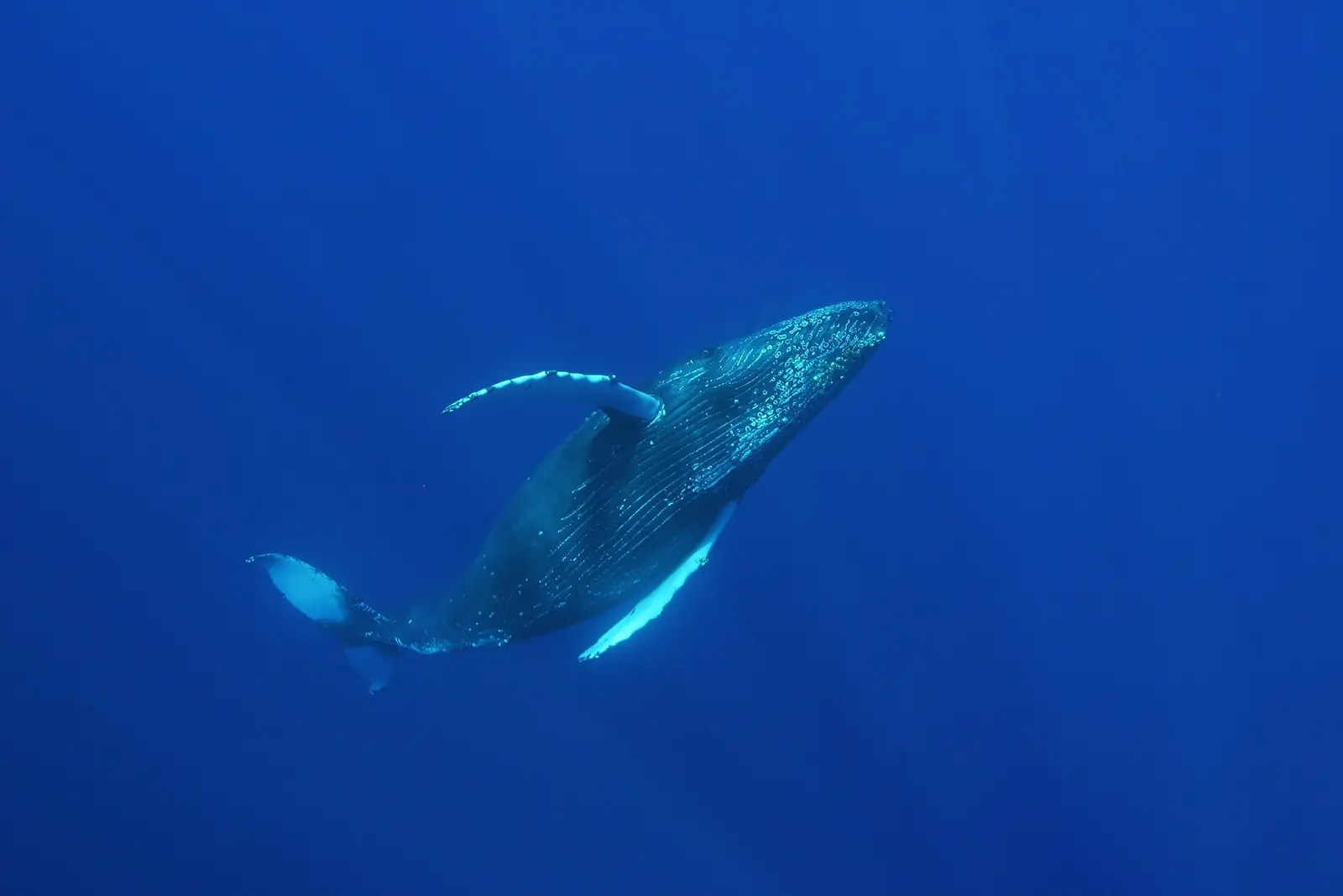 海の中を泳ぐザトウクジラ